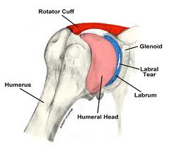 Glabrum - Picture of Shoulder